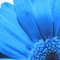 Bold Daisy Flower Blue Throw Pillow 19x19