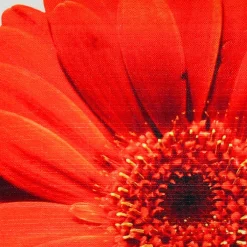Bold Daisy Flower Red Throw Pillow 19x19