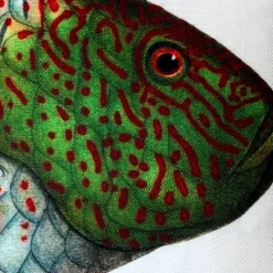 Maori Wrasse Fish Pillow 12x19